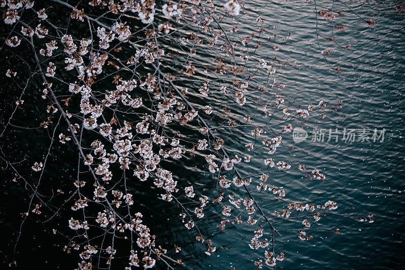 樱花在东京/目黑河